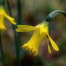 Fotografia 27 da espécie Narcissus asturiensis do Jardim Botânico UTAD