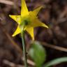 Fotografia 28 da espécie Narcissus asturiensis do Jardim Botânico UTAD