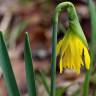 Fotografia 29 da espécie Narcissus asturiensis do Jardim Botânico UTAD