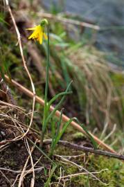 Fotografia da espécie Narcissus asturiensis