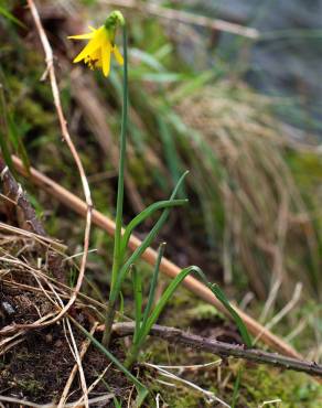 Fotografia 30 da espécie Narcissus asturiensis no Jardim Botânico UTAD