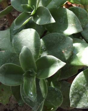 Fotografia 7 da espécie Crassula lactea no Jardim Botânico UTAD