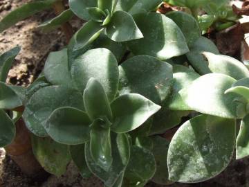 Fotografia da espécie Crassula lactea