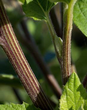 Fotografia 12 da espécie Arctium minus no Jardim Botânico UTAD