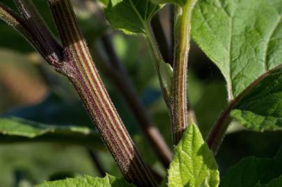 Fotografia da espécie Arctium minus