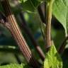 Fotografia 12 da espécie Arctium minus do Jardim Botânico UTAD