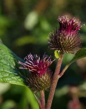 Fotografia 13 da espécie Arctium minus no Jardim Botânico UTAD