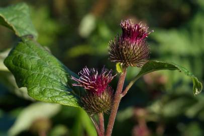 Fotografia da espécie Arctium minus