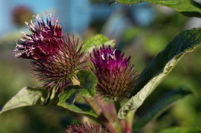 Fotografia da espécie Arctium minus