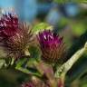 Fotografia 14 da espécie Arctium minus do Jardim Botânico UTAD