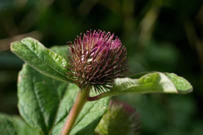 Fotografia da espécie Arctium minus