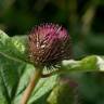 Fotografia 15 da espécie Arctium minus do Jardim Botânico UTAD
