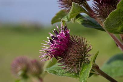 Fotografia da espécie Arctium minus