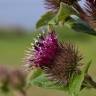 Fotografia 16 da espécie Arctium minus do Jardim Botânico UTAD