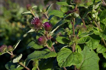 Fotografia da espécie Arctium minus