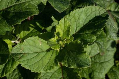 Fotografia da espécie Arctium minus