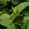 Fotografia 18 da espécie Arctium minus do Jardim Botânico UTAD