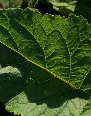 Fotografia 19 da espécie Arctium minus no Jardim Botânico UTAD