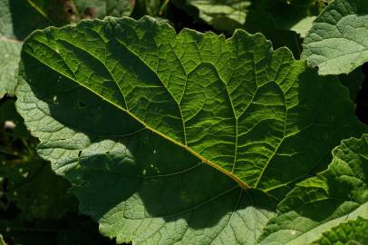 Fotografia da espécie Arctium minus