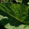 Fotografia 19 da espécie Arctium minus do Jardim Botânico UTAD