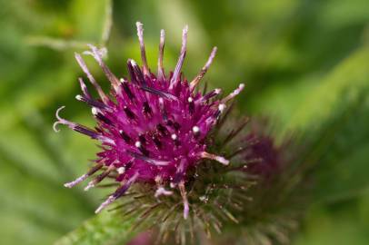 Fotografia da espécie Arctium minus