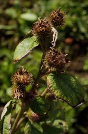 Fotografia da espécie Arctium minus