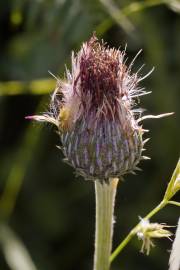 Fotografia da espécie Cirsium filipendulum