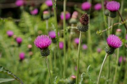 Fotografia da espécie Cirsium filipendulum