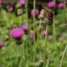 Fotografia 13 da espécie Cirsium filipendulum do Jardim Botânico UTAD