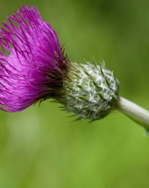 Fotografia 14 da espécie Cirsium filipendulum no Jardim Botânico UTAD