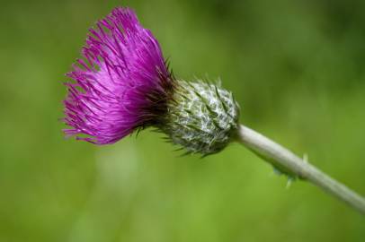 Fotografia da espécie Cirsium filipendulum