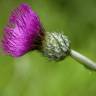 Fotografia 14 da espécie Cirsium filipendulum do Jardim Botânico UTAD