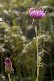 Fotografia da espécie Cirsium filipendulum