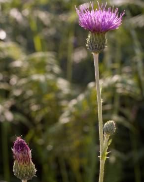 Fotografia 15 da espécie Cirsium filipendulum no Jardim Botânico UTAD