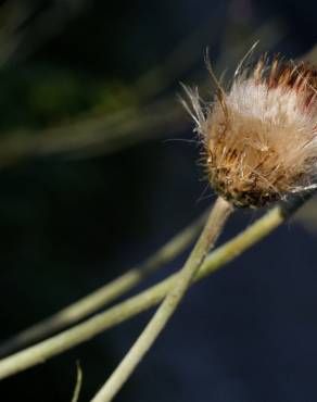 Fotografia 16 da espécie Cirsium filipendulum no Jardim Botânico UTAD