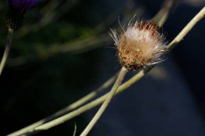 Fotografia da espécie Cirsium filipendulum