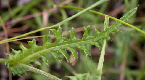 Fotografia da espécie Cirsium filipendulum