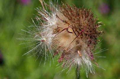 Fotografia da espécie Cirsium filipendulum