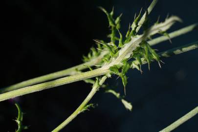 Fotografia da espécie Cirsium filipendulum