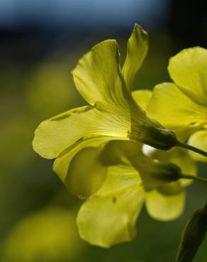 Fotografia 13 da espécie Oxalis pes-caprae no Jardim Botânico UTAD