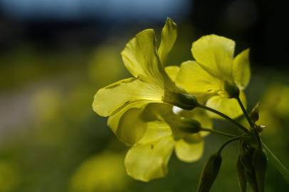 Fotografia da espécie Oxalis pes-caprae