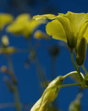 Fotografia 14 da espécie Oxalis pes-caprae no Jardim Botânico UTAD