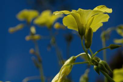 Fotografia da espécie Oxalis pes-caprae