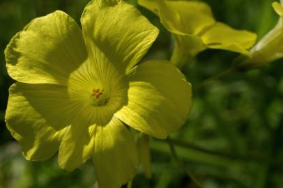 Fotografia da espécie Oxalis pes-caprae