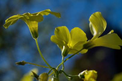 Fotografia da espécie Oxalis pes-caprae