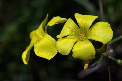 Fotografia da espécie Oxalis pes-caprae