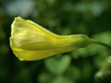 Fotografia da espécie Oxalis pes-caprae