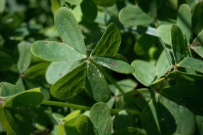 Fotografia da espécie Oxalis pes-caprae