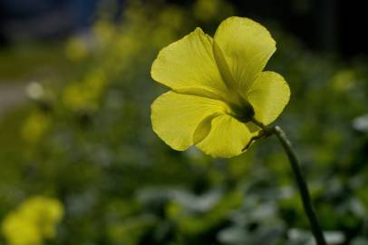 Fotografia da espécie Oxalis pes-caprae