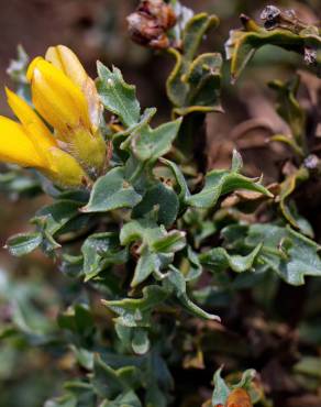 Fotografia 3 da espécie Pterospartum tridentatum subesp. cantabricum no Jardim Botânico UTAD